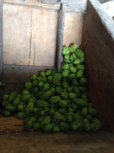 Hopfen mahlen