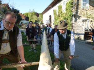 Maibaum 2016