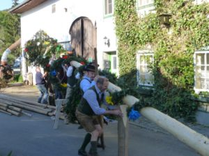 Maibaum 2016