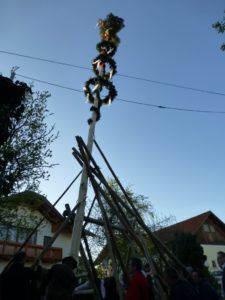 Maibaum 2016